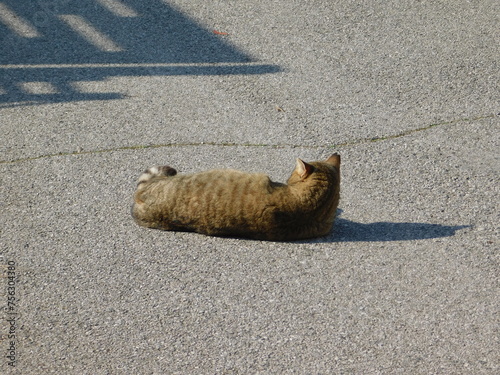 gatto randagio in strada photo