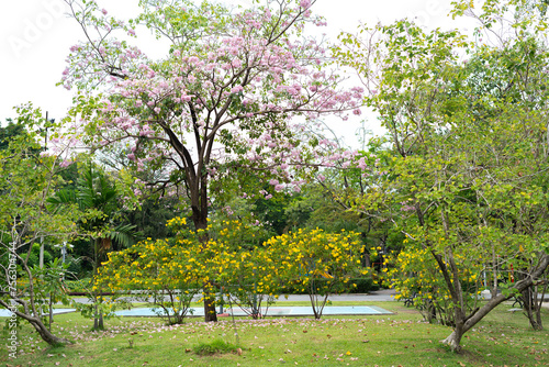 A view of beautifully blooming trees in a public park. © Photo Gallery