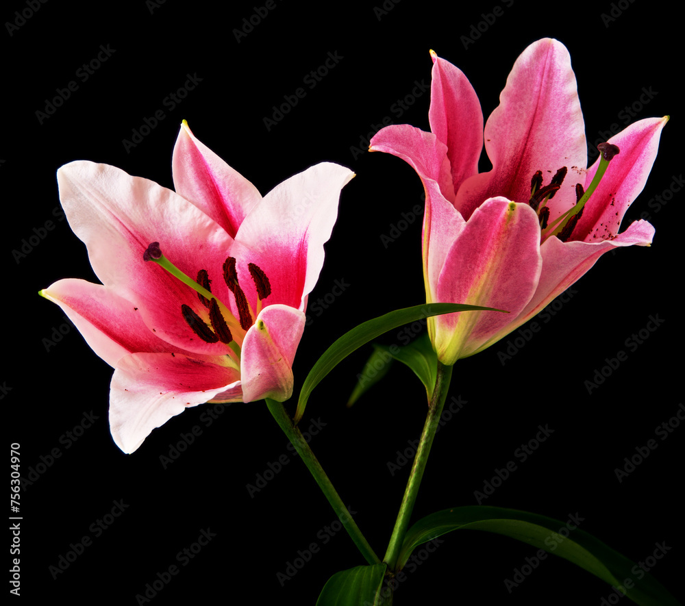 Obraz premium lily flower growing on a black background