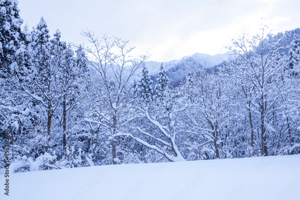 雪を被った樹木の並んだ雪山の風景 鳥取県 氷ノ山