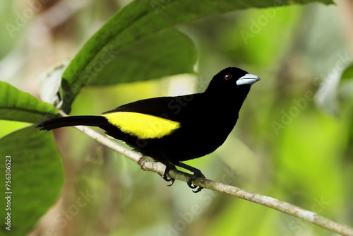 The flame-rumped tanager (Ramphocelus flammigerus) sitting on the brach with yellow feathers and green background