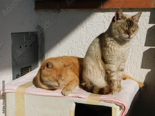 gatti domestici in giardino che riposano. Sono fratelli maschio e femmina photo