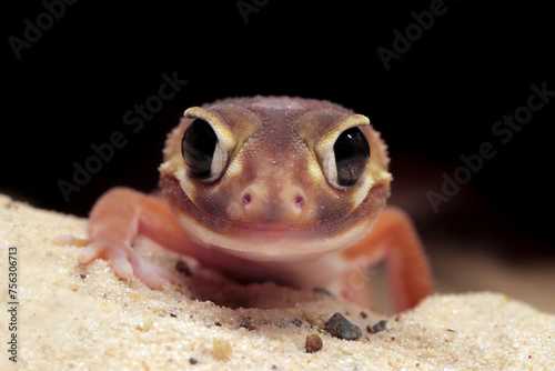 Smooth Knob-tailed Gecko (Nephrurus levis pilbarensis) closeup head