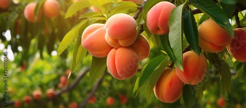A cluster of ripe peaches dangles from a branch of a fruit tree, showcasing the beauty of natural foods produced by flowering plants