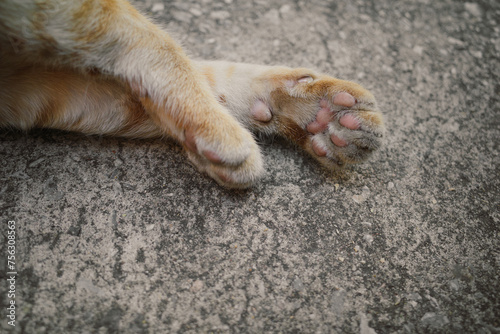 Close up dirty paws of cat.