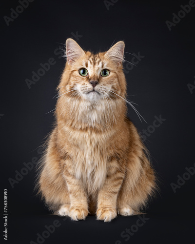 Gorgeous black amber Norwegian Forestcat cat, sitting up facing front. Looking straight towards camera with green eyes. Isolated on a black background.