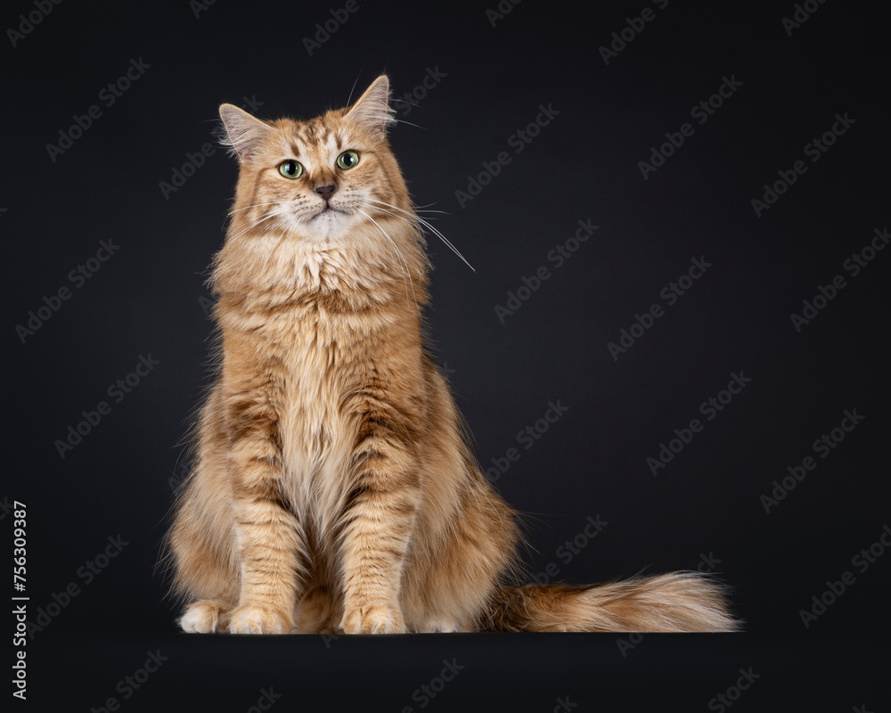 Gorgeous black amber Norwegian Forestcat cat, sitting up facing front. Looking straight towards camera with green eyes. Isolated on a black background.