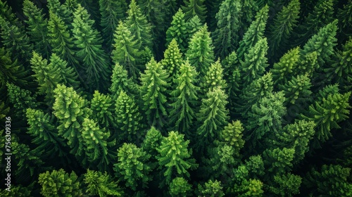 View From High Altitude Of The Green Coniferous Forest Pines Woods Landscape In Spring Day. Drone View. Bird's Eye View. Concept For Little Small Planet.