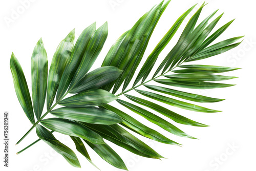 Palm tree leaves isolated on white photo