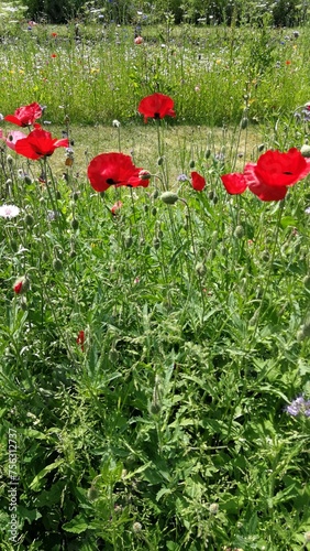 Close up field of wildflowers and plants with red poppy flowers