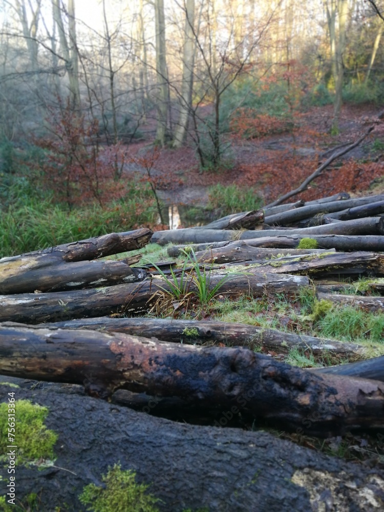 Pile of fallen logs in ancient English forest Pile of fallen logs in ancient English forest