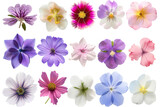 A colorful array of different colored flowers blooming vibrantly on a white canvas