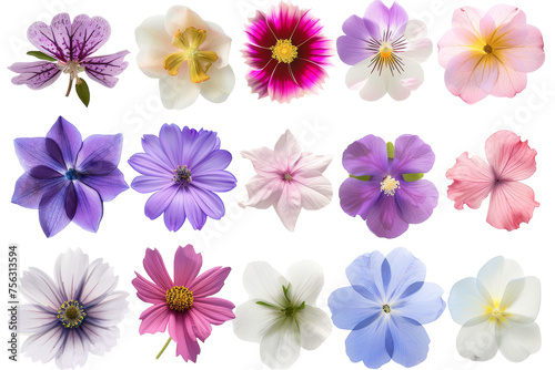 A colorful array of different colored flowers blooming vibrantly on a white canvas © Hashi