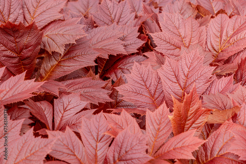 Rich, russet hues of Rodgersia foliage intertwine, presenting a detailed study of texture and color in this botanical backdrop photo