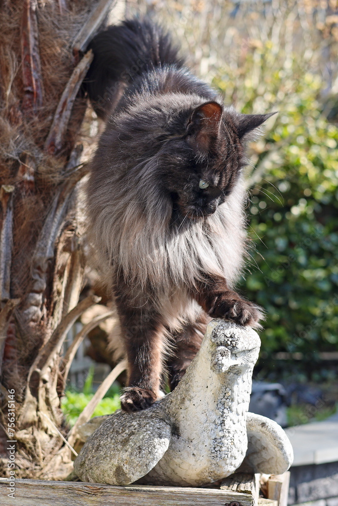 Smokey Maine Coon cat is standing on a stone eagle, one paw on its head. Smokey Maine Coon cat is standing on a stone eagle, one paw on its head.