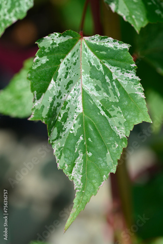 Snakebark maple Red Flamingo leaves photo