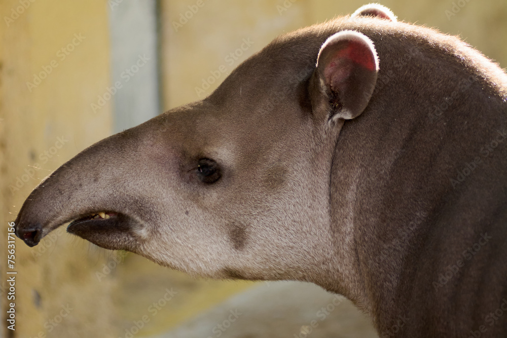 Detailed portrait of an adult tapir