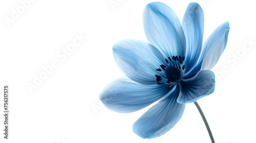 close up of blue flower isolated on white background. png © asma