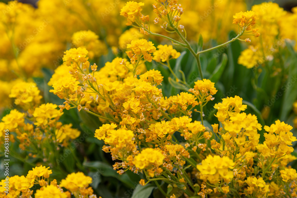 The rich, yellow clusters of Alyssum (Aurinia) flowers are highlighted in stunning detail in this close-up, providing a texture-rich and colorful backdrop The rich, yellow clusters of Alyssum (Aurinia) flowers are highlighted in stunning detail in this close-up, providing a texture-rich and colorful backdrop