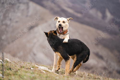 Canvas Print two dogs are fighting in the mountains, agressive dogs, dog attack, two funny do