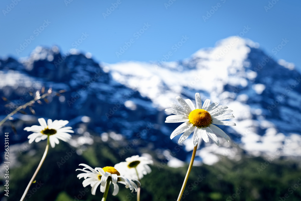 Close-up of some daisies with the snowy mountains of Switzerland in the background