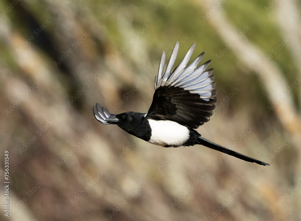 Fototapeta premium European Magpie in flight