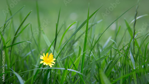 Yellow blooming wildflower Crepis biennis, isolated on green field background.