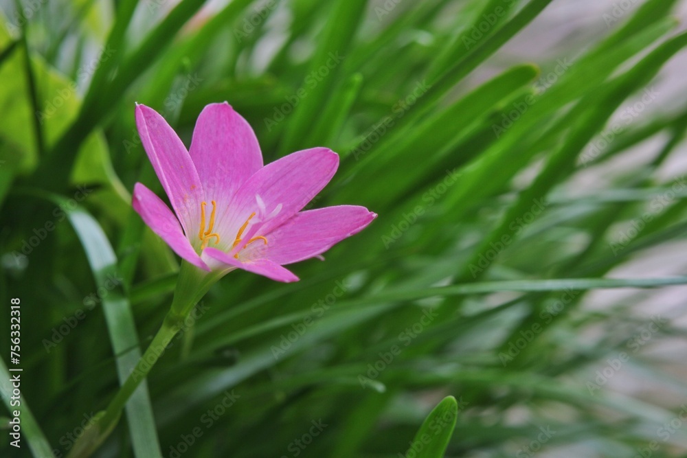 A sprig of exotic purple and white rain lily blooming flowers against a background of blurred green rain lily leaves, photo taken from the side