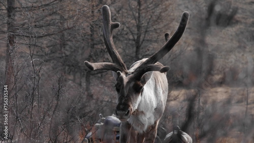 Reindeer in the forest photo