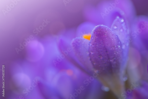 Easter background with purple flowering crocus isolated .