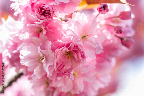 Beautiful Pink Sakura flowers  cherry blossom during springtime against blue sky