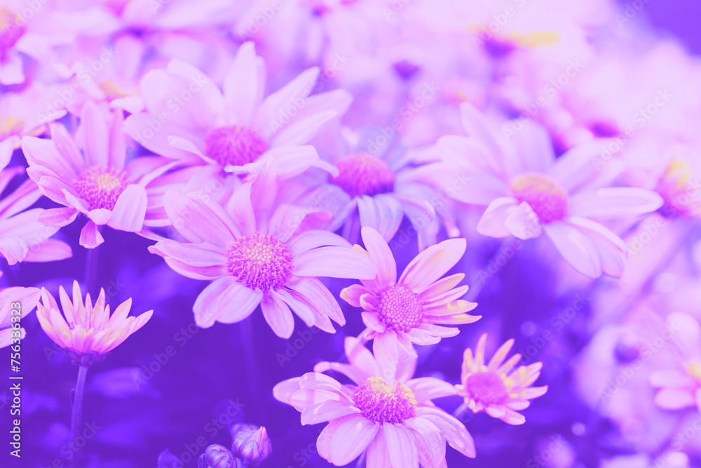 Floral nature background. Blooming daisies on a field in summer