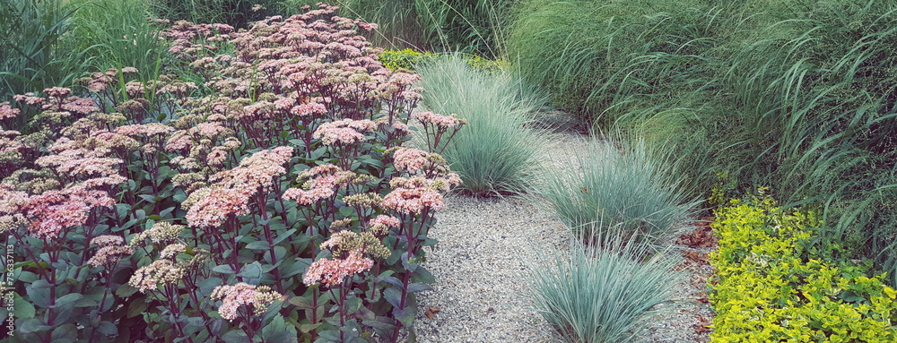 rosa Sedum und blaue und grüne Gräser Festuca, Miscanthus, Eragrostis