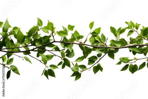 Vibrant Green Covering Array Isolated on Transparent Background png format