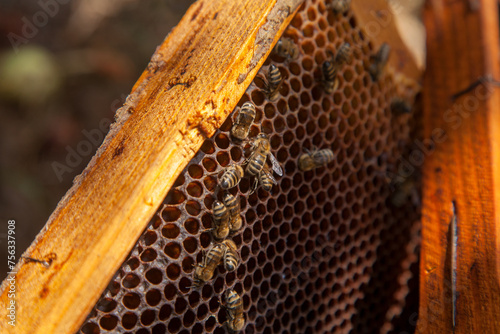 Close up view of working bees on honeycomb with sweet honey..