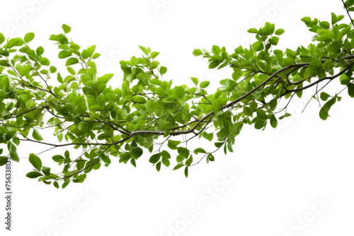 Array of Vibrant Green-Covered Branches Isolated on Transparent Background png format