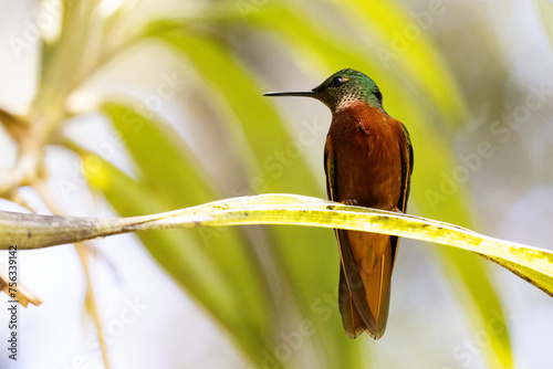 Beautiful Chestnut Breasted Coronet (Boissonneaua matthewsii) perched on attractive branch photo