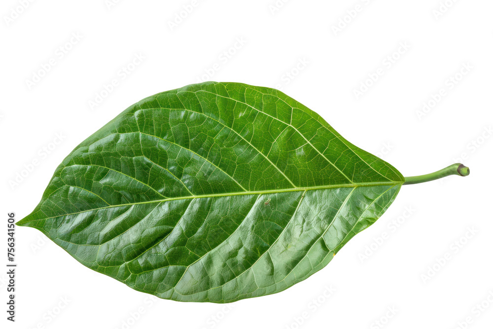 The green leaves have beautiful patterns. The green leaves have beautiful patterns.