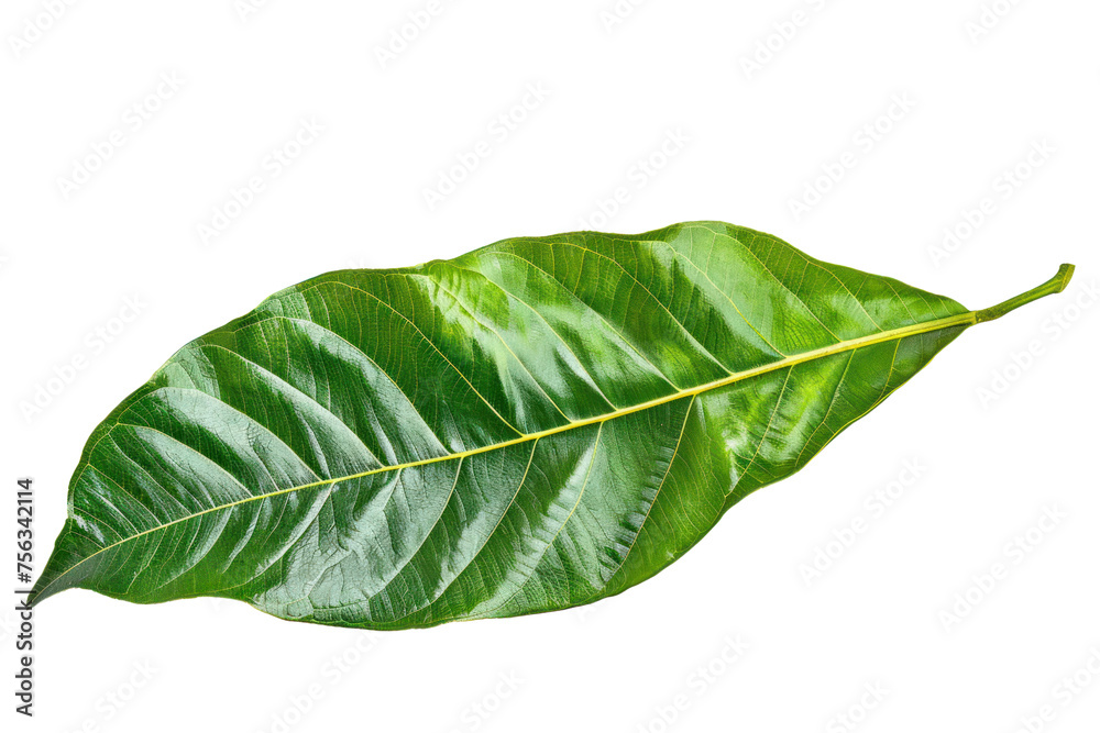 The green leaves have beautiful patterns. The green leaves have beautiful patterns.