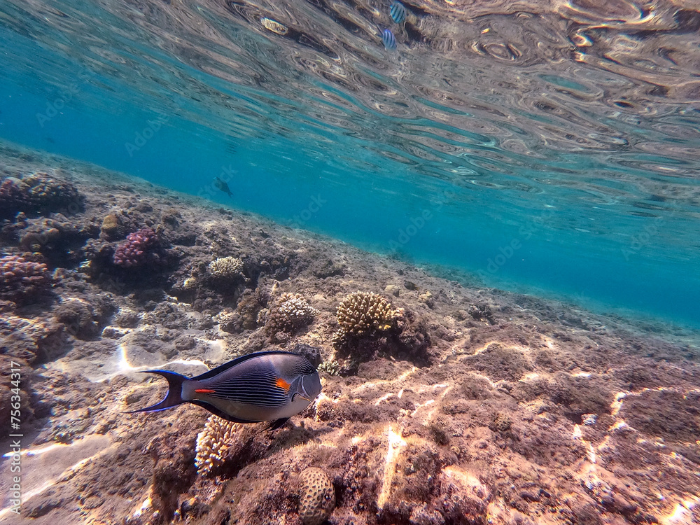 Obraz premium Surgeon fish or sohal tang fish (Acanthurus sohal) at the Red Sea coral reef..