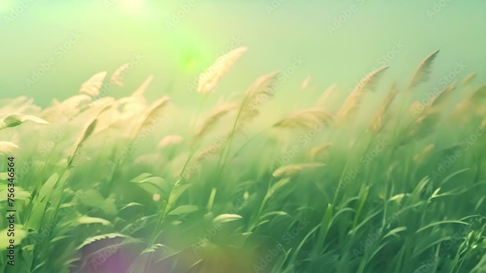 Soft green grass field moving in the wind. Nature spring background. Selective and soft focus of grass, flowers and wild plants moving by a blowing wind and illuminated by a golden sunset. Summer 4k Soft green grass field moving in the wind. Nature spring background. Selective and soft focus of grass, flowers and wild plants moving by a blowing wind and illuminated by a golden sunset. Summer 4k