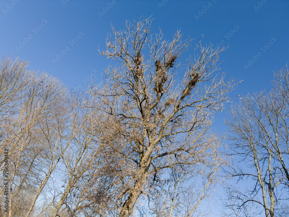 Old maple with fallen leaves and crow nests against sky Old maple with fallen leaves and crow nests against sky