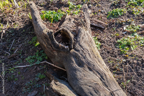 Dry rotten trunk of fallen deciduous tree in sunny weather