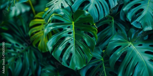 Vivid green monstera leaves close-up, showcasing natural patterns and tropical freshness.