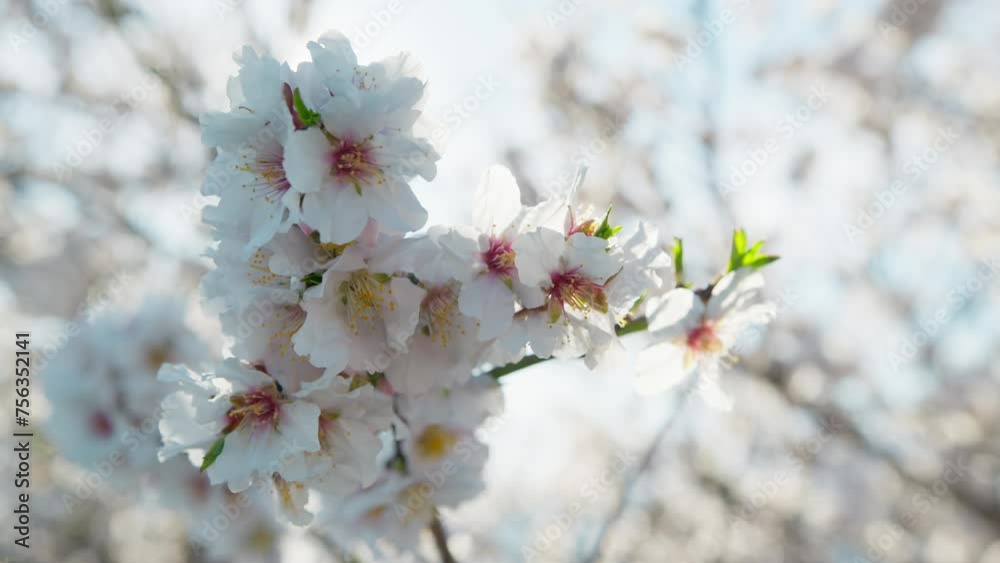 White Is The Color Of The Almond Spring White Is The Color Of The Almond Spring