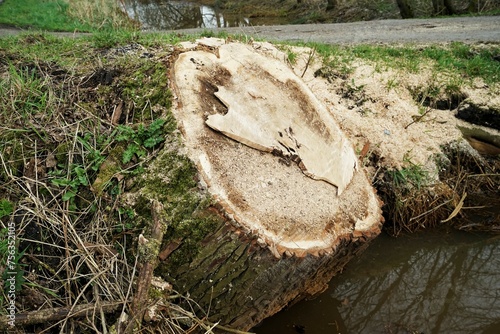 Huge quaking aspen tree was sawed down along a canal
