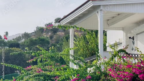 White summer house adorned with a flourishing vine and vibrant pink bougainvillaea flowers garden photo