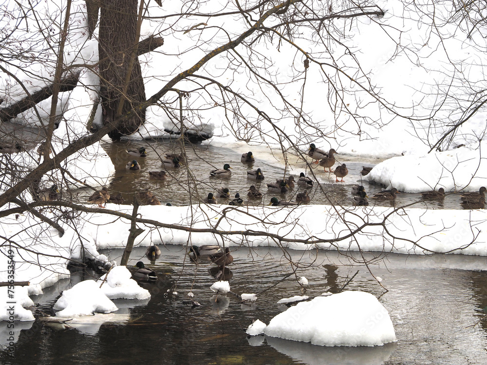 Ducks on the bank of the river. Winter landscape with ducks.