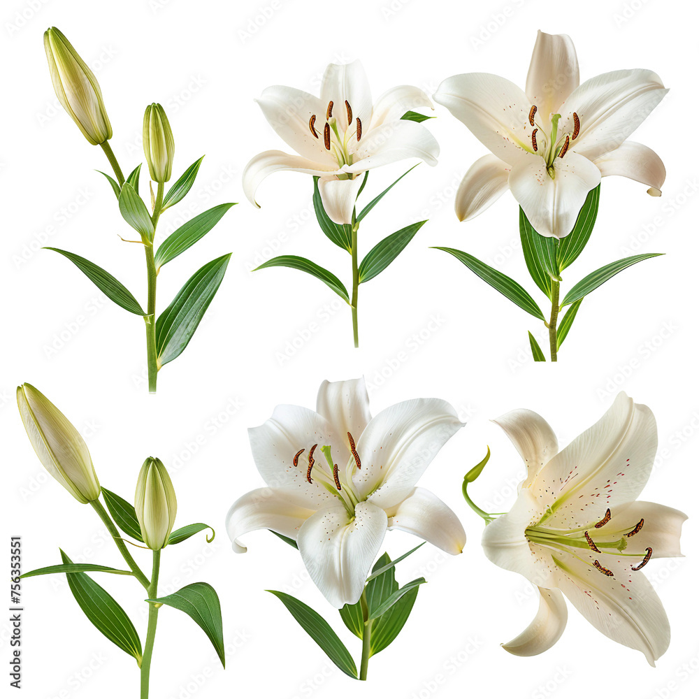 Yurine Lily Blooms in Artistic Splendor on a Transparent Background – Capturing the Delicate Petals and Botanical Elegance in a Minimalist Composition of Nature's Closeup Beauty Yurine Lily Blooms in Artistic Splendor on a Transparent Background – Capturing the Delicate Petals and Botanical Elegance in a Minimalist Composition of Nature's Closeup Beauty