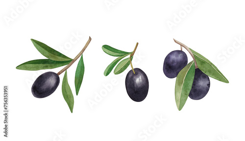 Watercolor set of olives and twigs isolated on white background. Watercolor hand draw Illustration